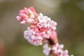 Bodnant Viburnum bodnantenss Dawn, close-up pf pinkish flowers